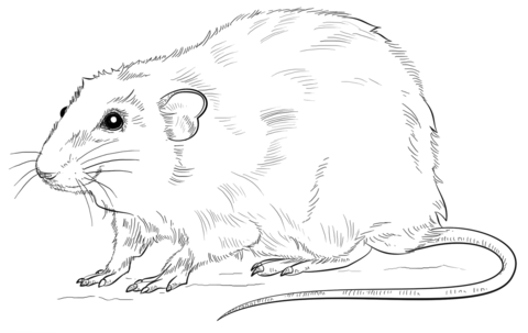 Realistic Rat  Coloring Page